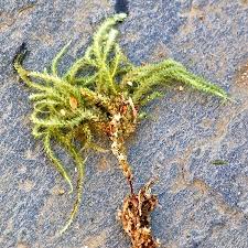 Attēlu rezultāti vaicājumam “Eurhynchium angustirete”