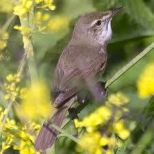 Attēlu rezultāti vaicājumam “Acrocephalus dumetorum”