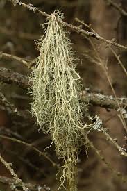 Attēlu rezultāti vaicājumam “Evernia divaricata”