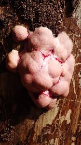 Attēlu rezultāti vaicājumam “Amaurochaete atra”