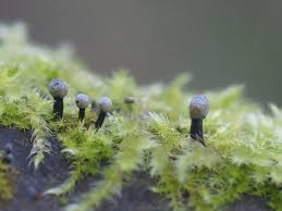 Attēlu rezultāti vaicājumam “Holwaya mucida”