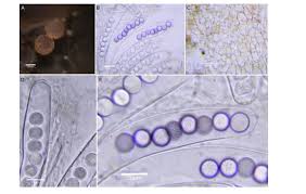 Attēlu rezultāti vaicājumam “Ascobolus furfuraceus”