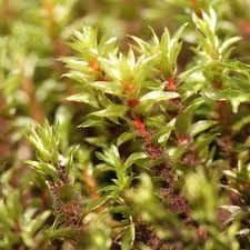 Attēlu rezultāti vaicājumam “Bryum pseudotriquetrum”