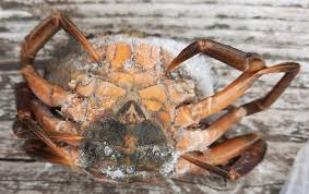 Image result for Carcinus maenas