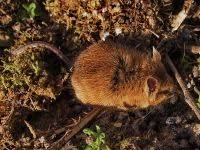 Attēlu rezultāti vaicājumam “Myodes glareolus”