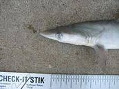 Image result for Rhizoprionodon terraenovae