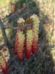 Attēlu rezultāti vaicājumam “Populus nigra Italica”