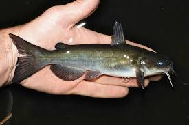 Image result for Ameiurus catus