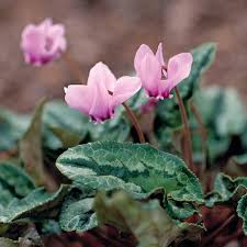 Attēlu rezultāti vaicājumam “Cyclamen hederifolium”