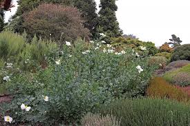 Image result for Romneya coulteri