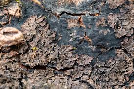 Attēlu rezultāti vaicājumam “Parmeliella triptophylla”