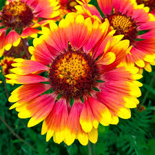 Image result for Gaillardia
