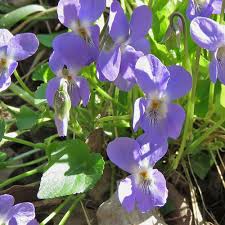 Attēlu rezultāti vaicājumam “Viola collina”