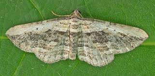 Attēlu rezultāti vaicājumam “Horisme vitalbata”