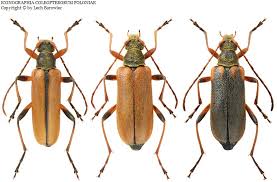 Attēlu rezultāti vaicājumam “Cortodera femorata”