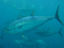 Image result for Thunnus atlanticus