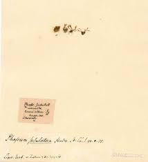 Attēlu rezultāti vaicājumam “Pleuridium subulatum sporophyte”