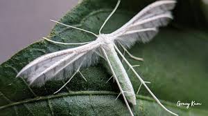 Attēlu rezultāti vaicājumam “Pterophorus pentadactyla”