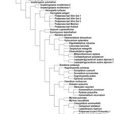 Attēlu rezultāti vaicājumam “Homomallium incurvatum sporophyte”