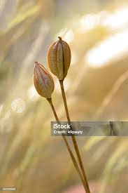 Attēlu rezultāti vaicājumam “Tulipa sylvestris bud”