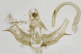 Attēlu rezultāti vaicājumam “Semioscopis steinkellneriana”