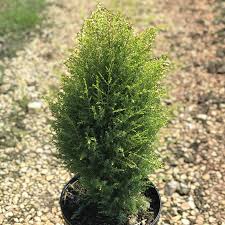 Attēlu rezultāti vaicājumam “Juniperus communis”