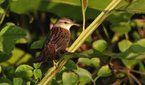 Image result for Locustella certhiola