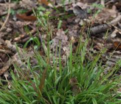 Attēlu rezultāti vaicājumam “Luzula pilosa leaf”