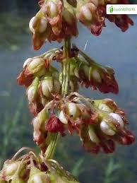 Attēlu rezultāti vaicājumam “Rumex hydrolapathum fruit”
