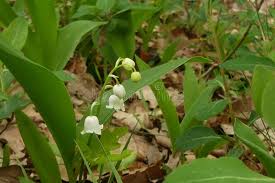 Attēlu rezultāti vaicājumam “Convallaria majalis bud”