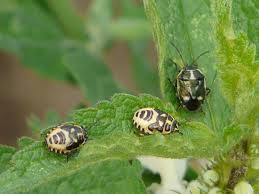 Attēlu rezultāti vaicājumam “Eurydema oleracea”