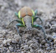 Attēlu rezultāti vaicājumam “Chlorophanus viridis”