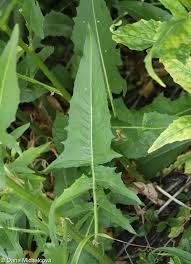 Attēlu rezultāti vaicājumam “Bunias orientalis bud”