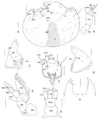 Attēlu rezultāti vaicājumam “Leiodidae larva”