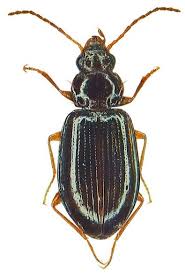 Attēlu rezultāti vaicājumam “Bembidion litorale”