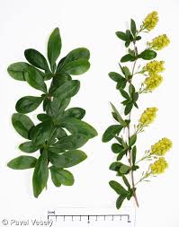 Attēlu rezultāti vaicājumam “Berberis vulgaris”