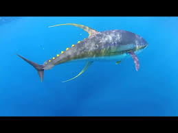 Image result for giant tuna