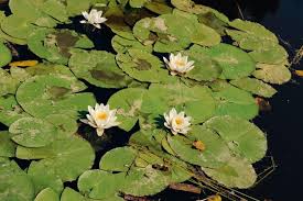 Attēlu rezultāti vaicājumam “Nymphaea candida flower”