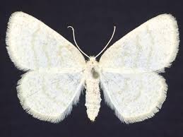 Attēlu rezultāti vaicājumam “Cabera exanthemata male”