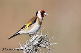 Attēlu rezultāti vaicājumam “Carduelis carduelis adult”