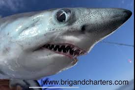 Image result for Chichester Sharks