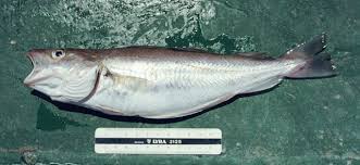 Image result for Merlangius merlangus