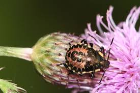 Attēlu rezultāti vaicājumam “Pinthaeus sanguinipes imago”