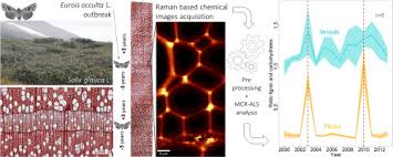 Attēlu rezultāti vaicājumam “Eurois occulta”
