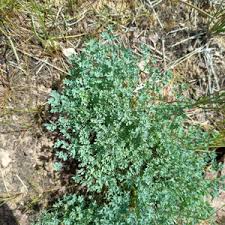 Attēlu rezultāti vaicājumam “Thalictrum aquilegifolium fruit”