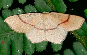 Attēlu rezultāti vaicājumam “Cyclophora punctaria”