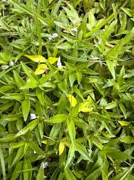 Attēlu rezultāti vaicājumam “Abietinella abietina”