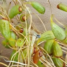 Attēlu rezultāti vaicājumam “Funaria hygrometrica”