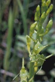 Attēlu rezultāti vaicājumam “Liparis loeselii flower”