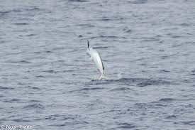 Image result for Kajikia albida